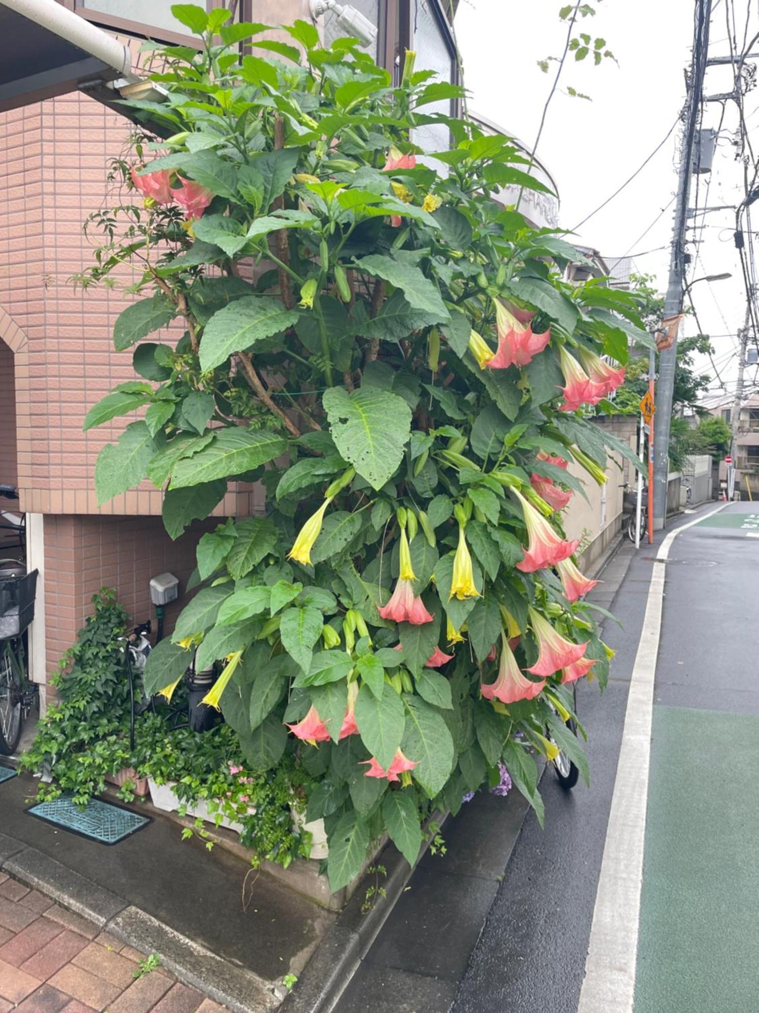 都心の家30 Square Meter King Size Bed With Stepping Rice Tokio Exterior foto